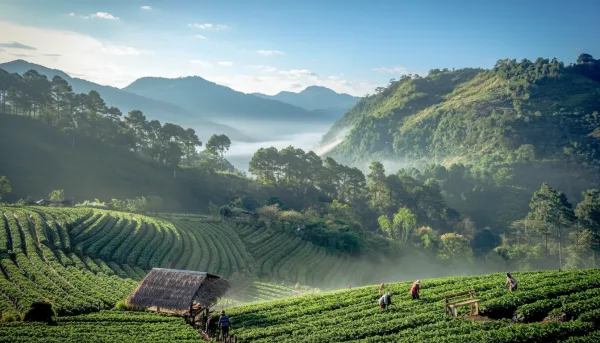 Chiang Mai Travel Guide